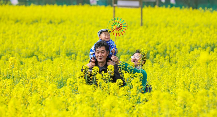 春日赏花正当时