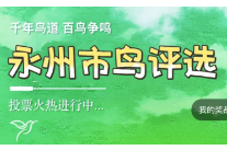 正式启动！永州“市鸟”评选等你来投票！